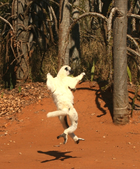 lemur